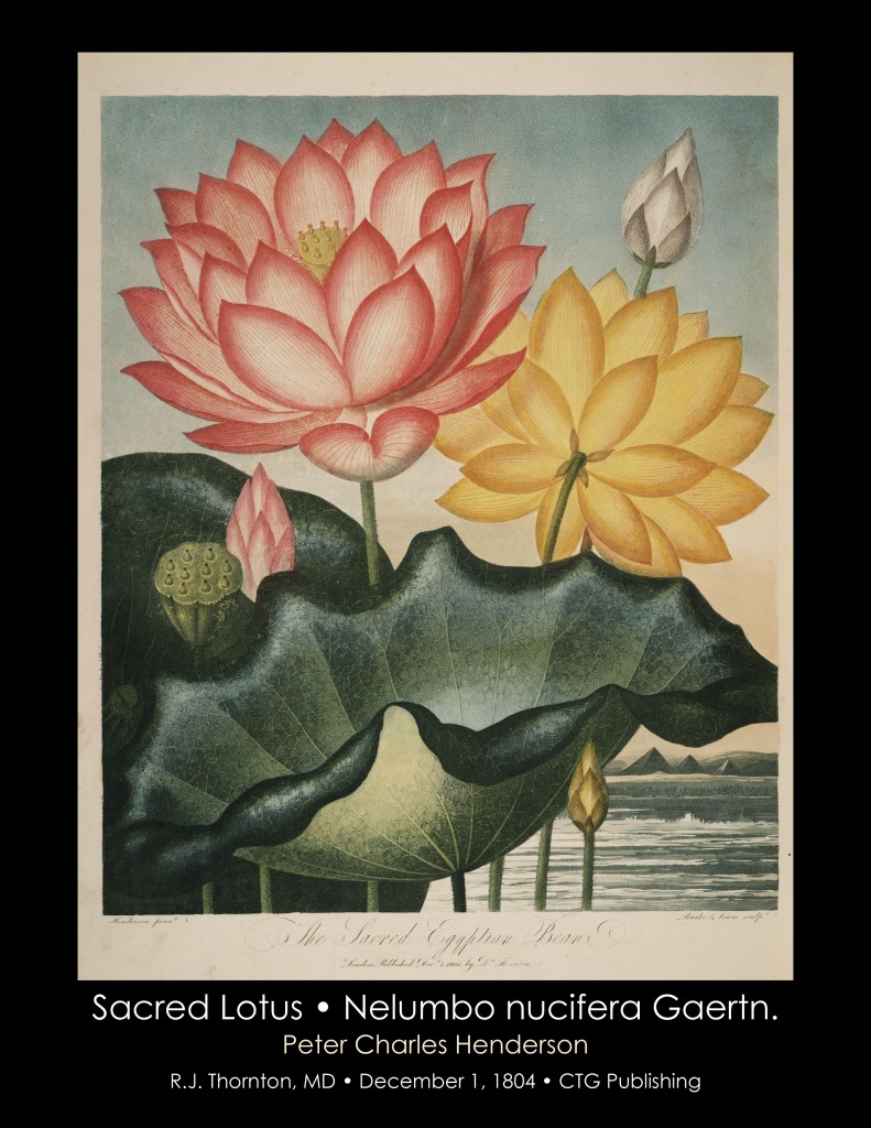 Sacred Lotus Illustration from Temple of Flora R.J. Thornton published 1804