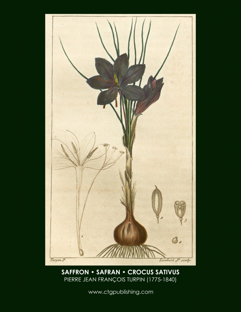 Saffron Botanical Print by Turpin