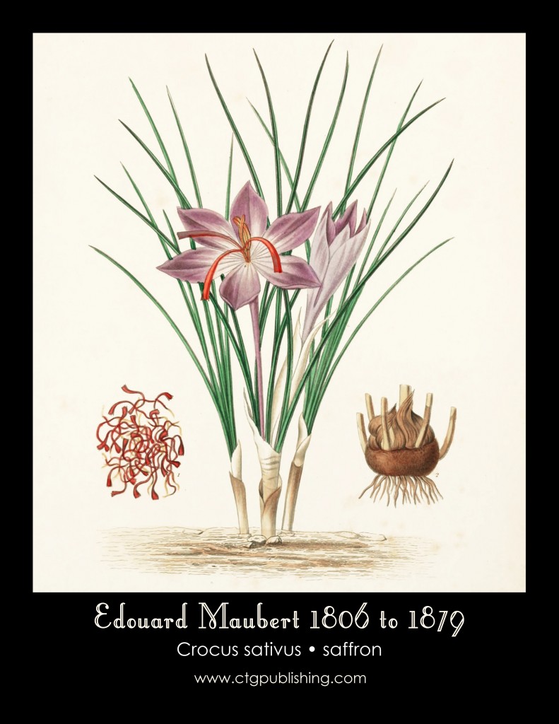 Saffron Illustration by Edouard Maubert