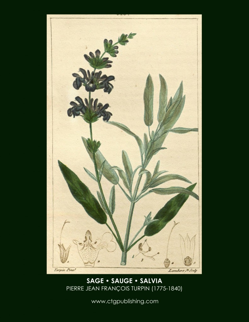 Sage Botanical Print by Turpin