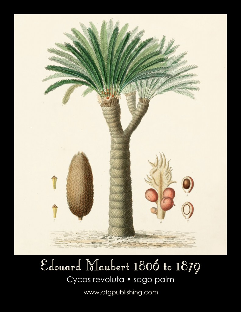 Sago Palm Illustration by Edouard Maubert