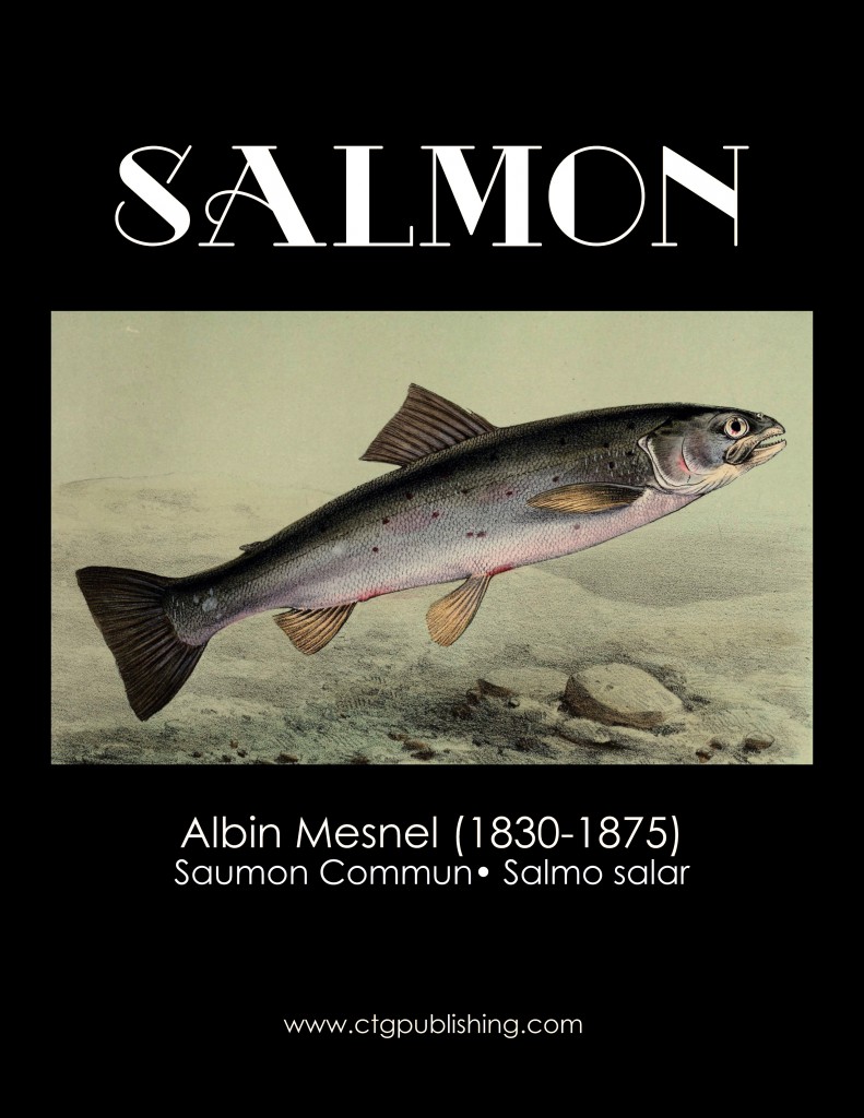 Salmon - Fish Illustration by Albin Mesnel