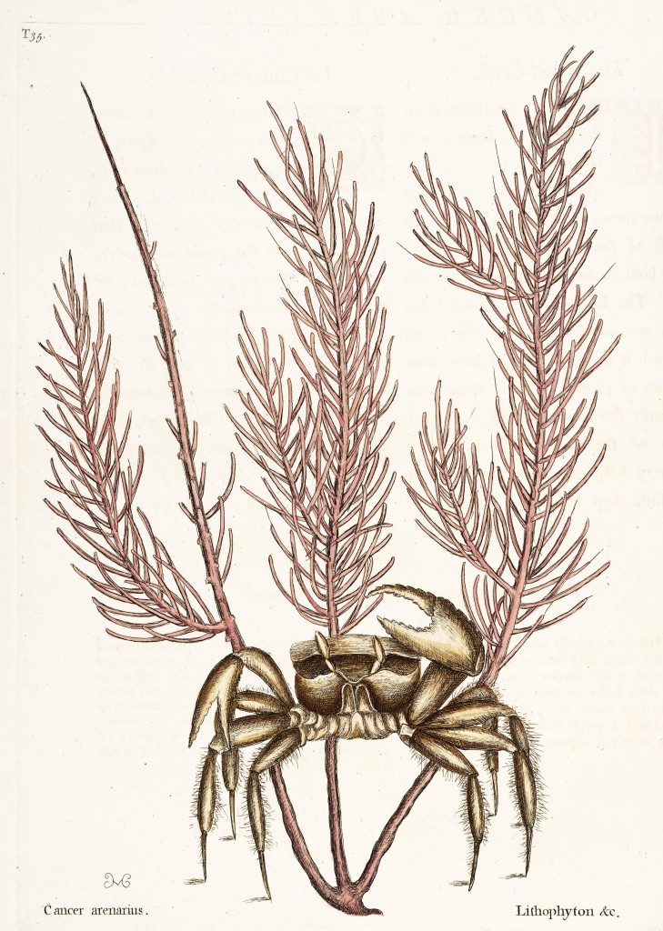 Sand Crab Illustration by Mark Catesby circa 1722