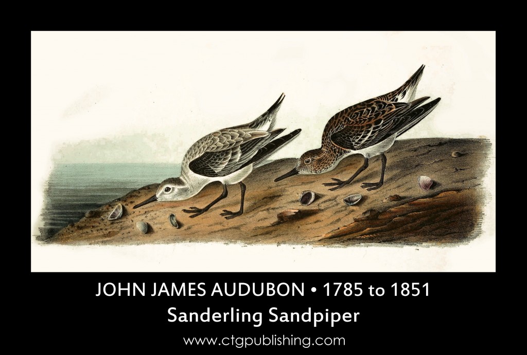 Sanderling Sandpiper - Illustration by John James Audubon circa 1840