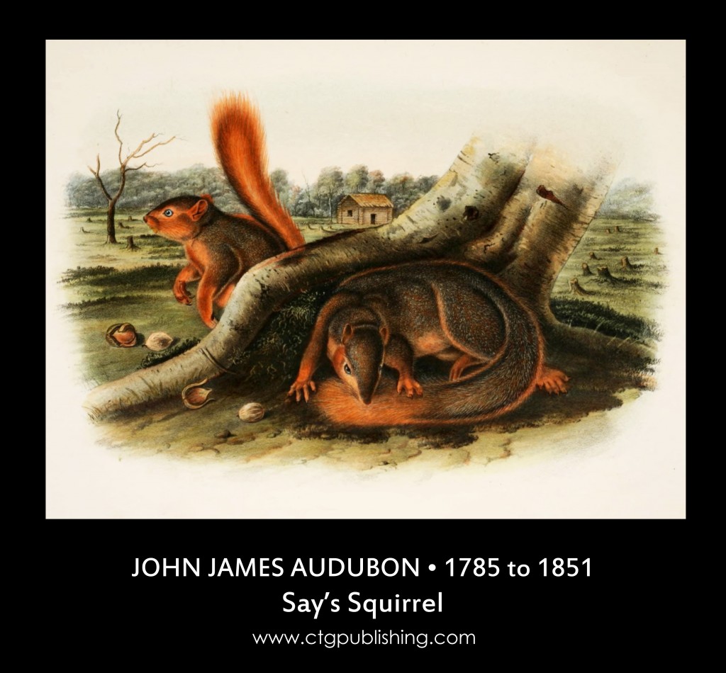 Say's Squirrel - Illustration by John James Audubon