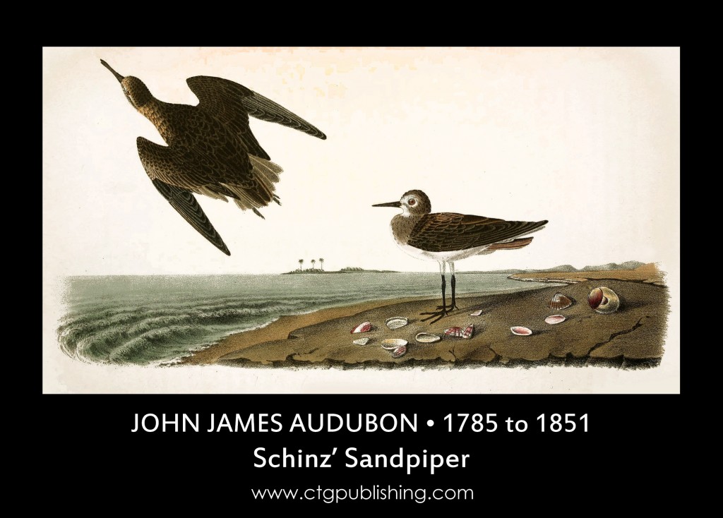 Schinz' Sandpiper - Illustration by John James Audubon circa 1840