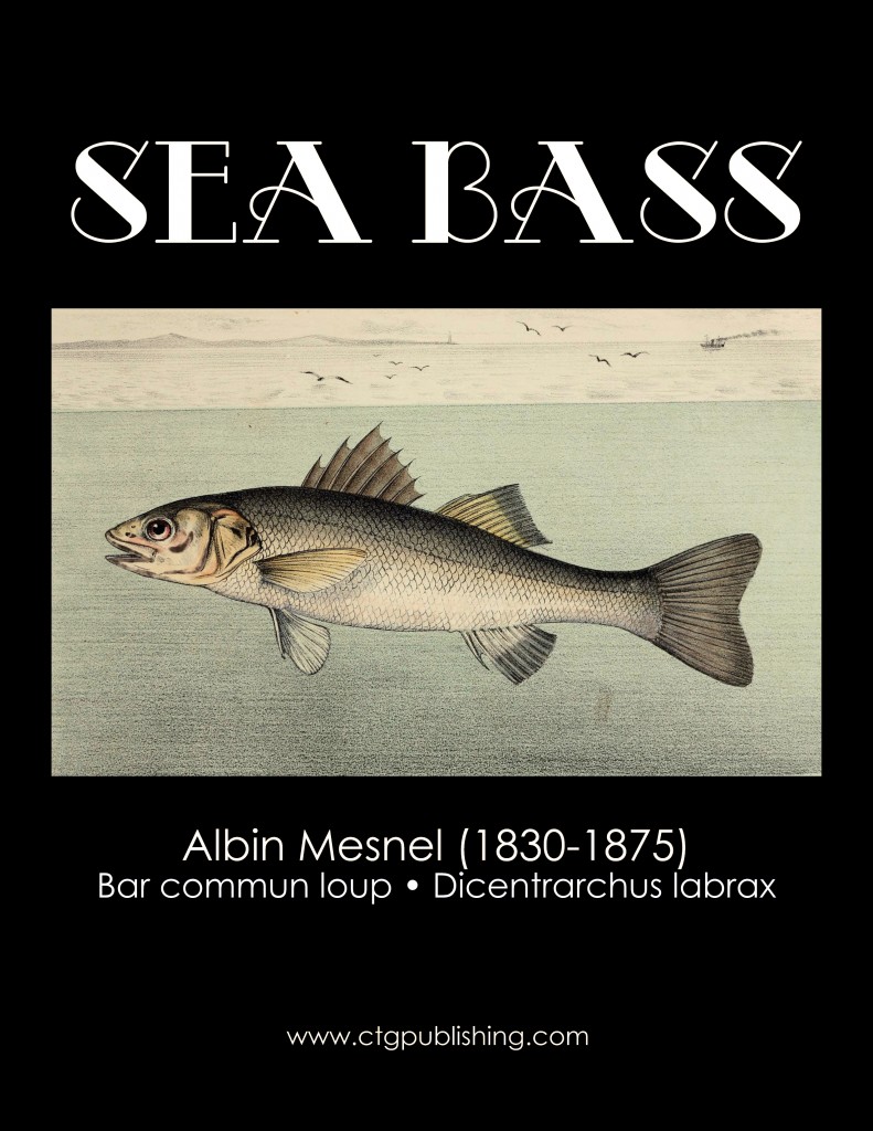 Sea Bass - Fish Illustration by Albin Mesnel