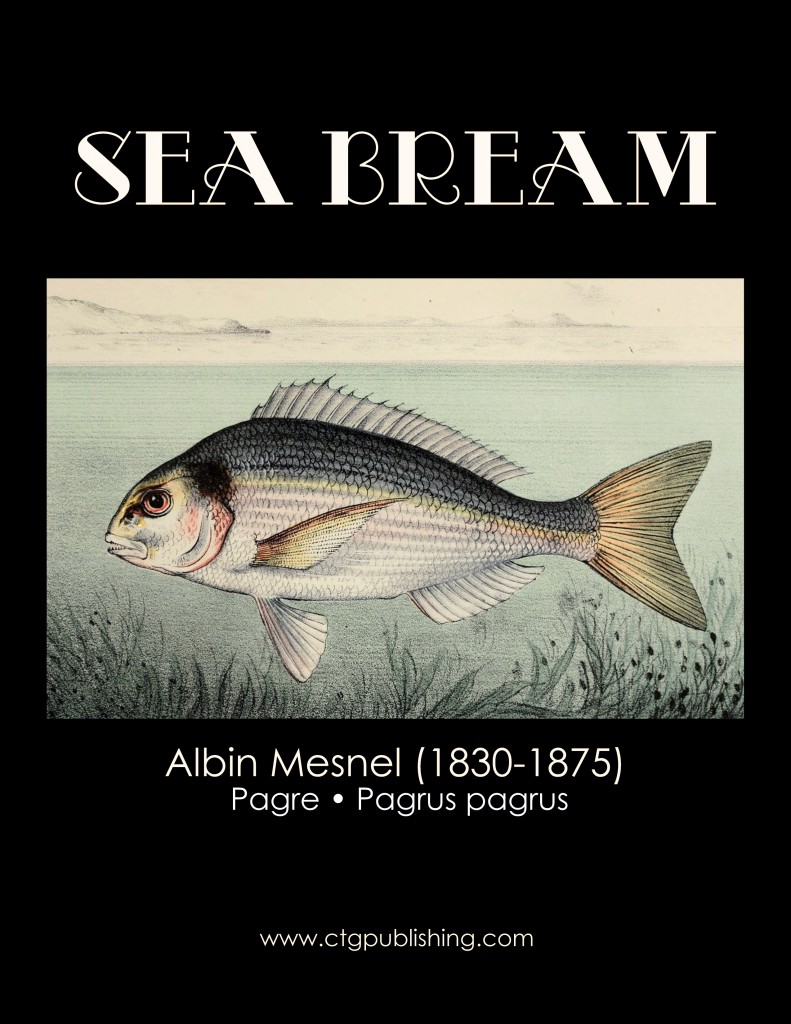 Sea Bream - Fish Illustration by Albin Mesnel