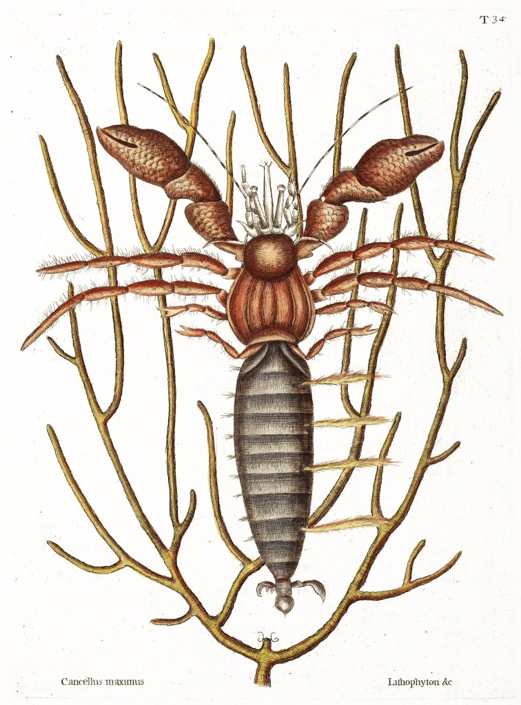 Sea Hermit Crab Illustration by Mark Catesby circa 1722