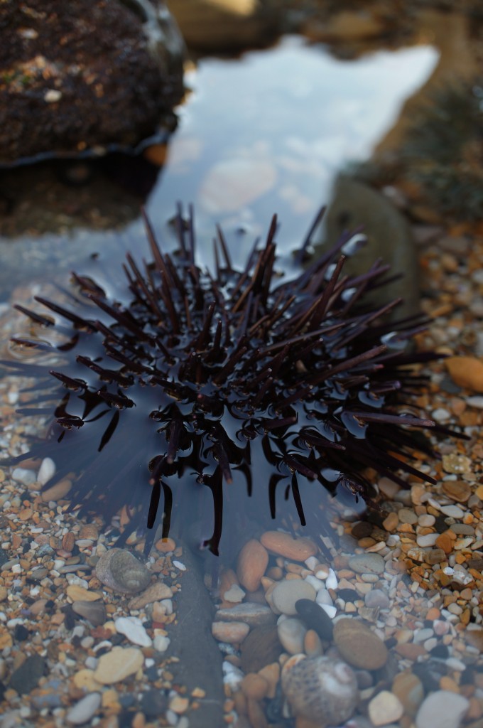 Sea Urchin (Uni) 