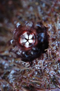 Sea Urchin (Uni)