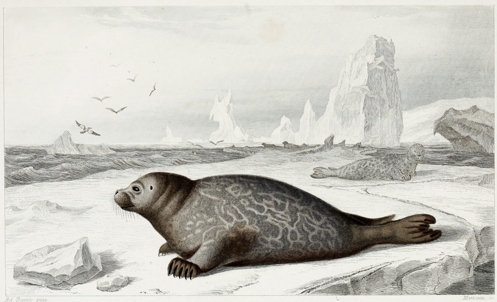 Seal - Illustration by Edouard Travies