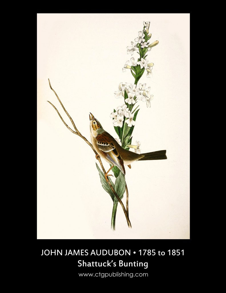 Shattuck's Bunting - Illustration by John James Audubon circa 1840
