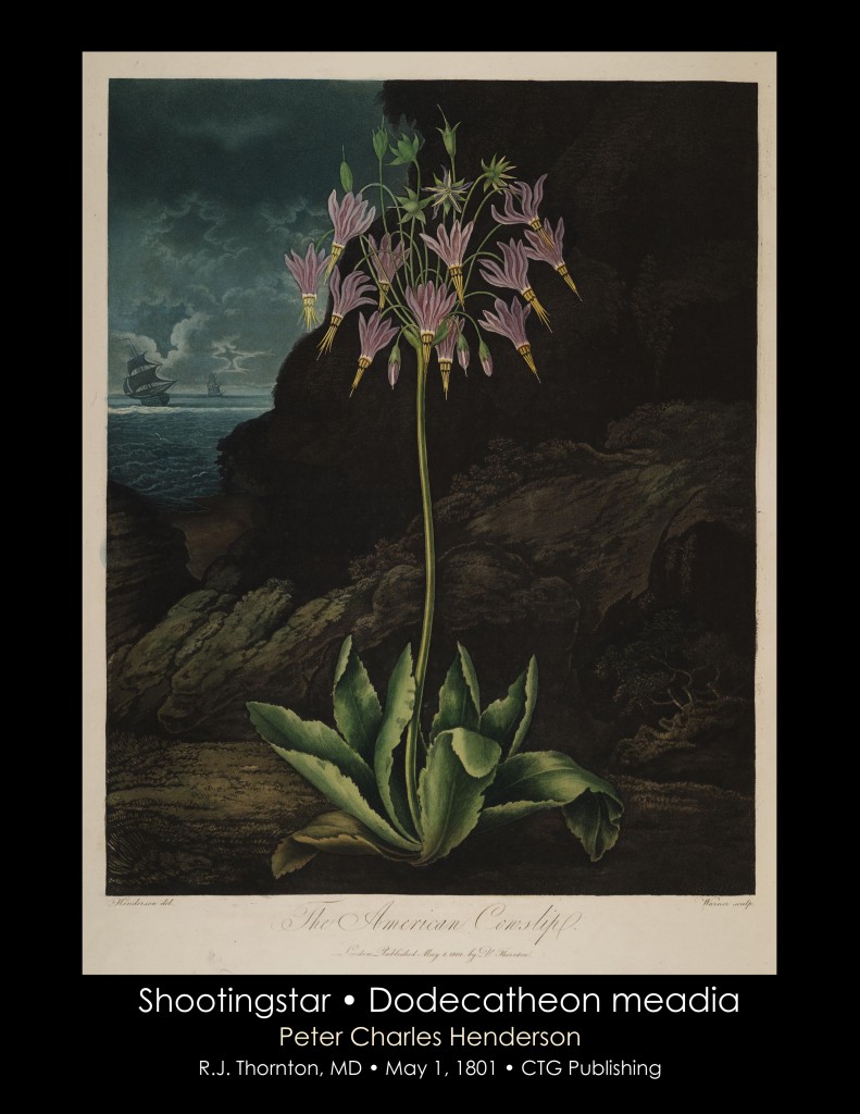 Shootingstar Illustration from Temple of Flora R.J. Thornton published 1801