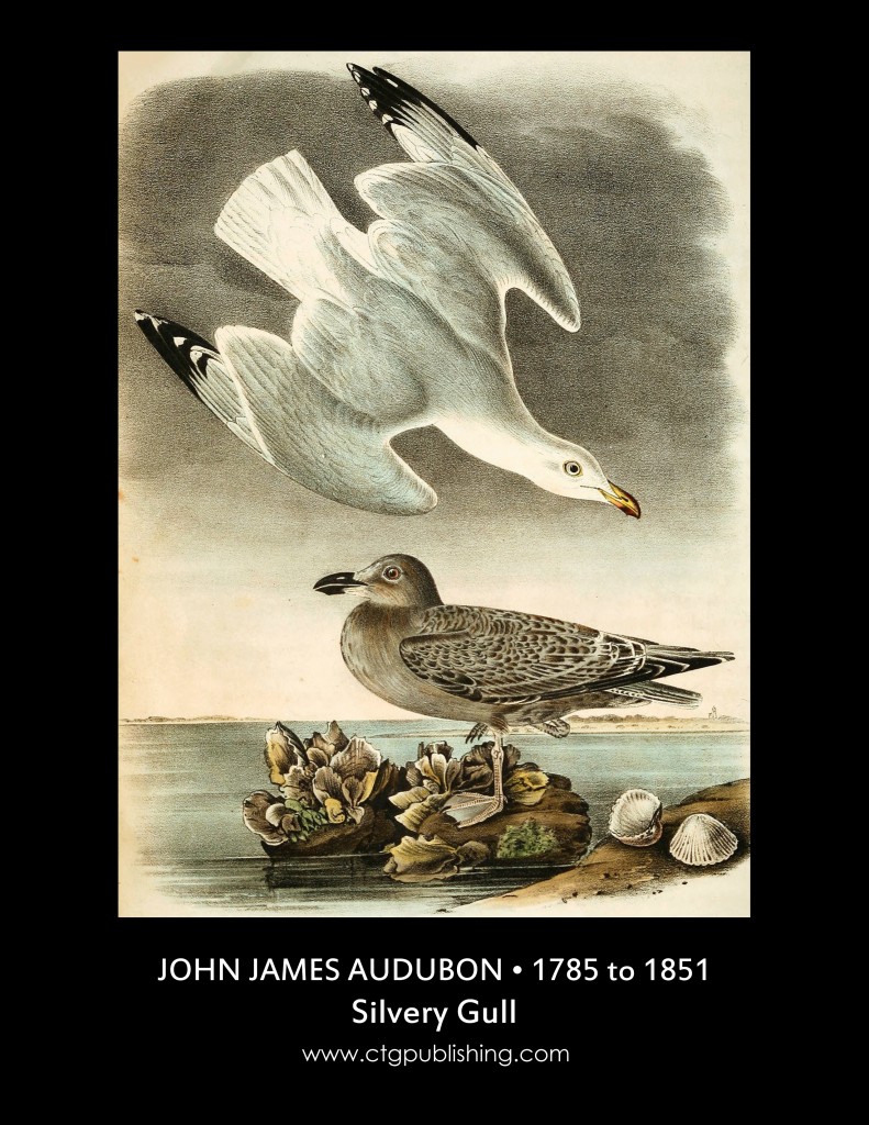 Silvery Gull - Illustration by John James Audubon circa 1840