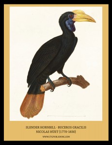 Slender Hornbill - Illustration by Nicolas Huet