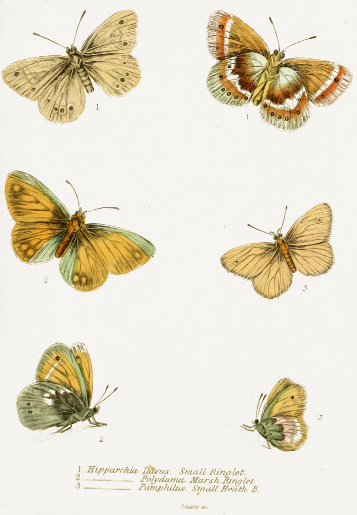 Small Ringlet, Marsh Ringlet and Small Heath Butterflies - Illustration by W.H. Lizars circa 1855