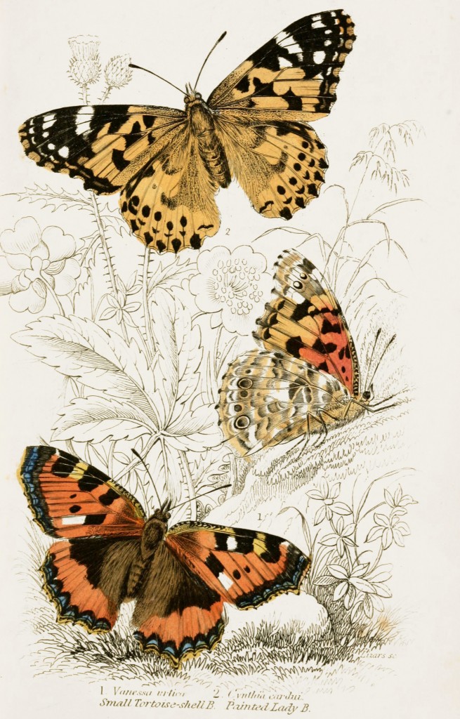 Small Tortoise Shell and Painted Lady Butterflies - Illustration by W.H. Lizars circa 1855