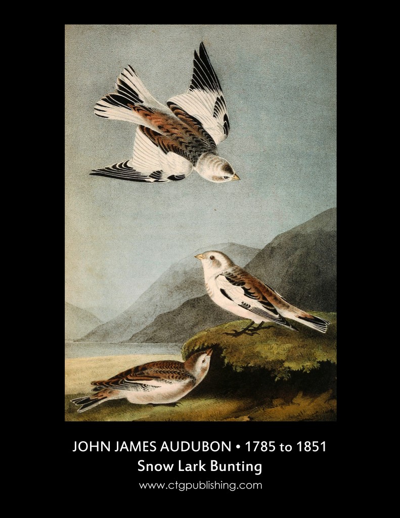 Snow Lark Bunting - Illustration by John James Audubon circa 1840