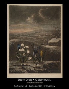 Snowdrop Illustration from Temple of Flora R.J. Thornton published 1804