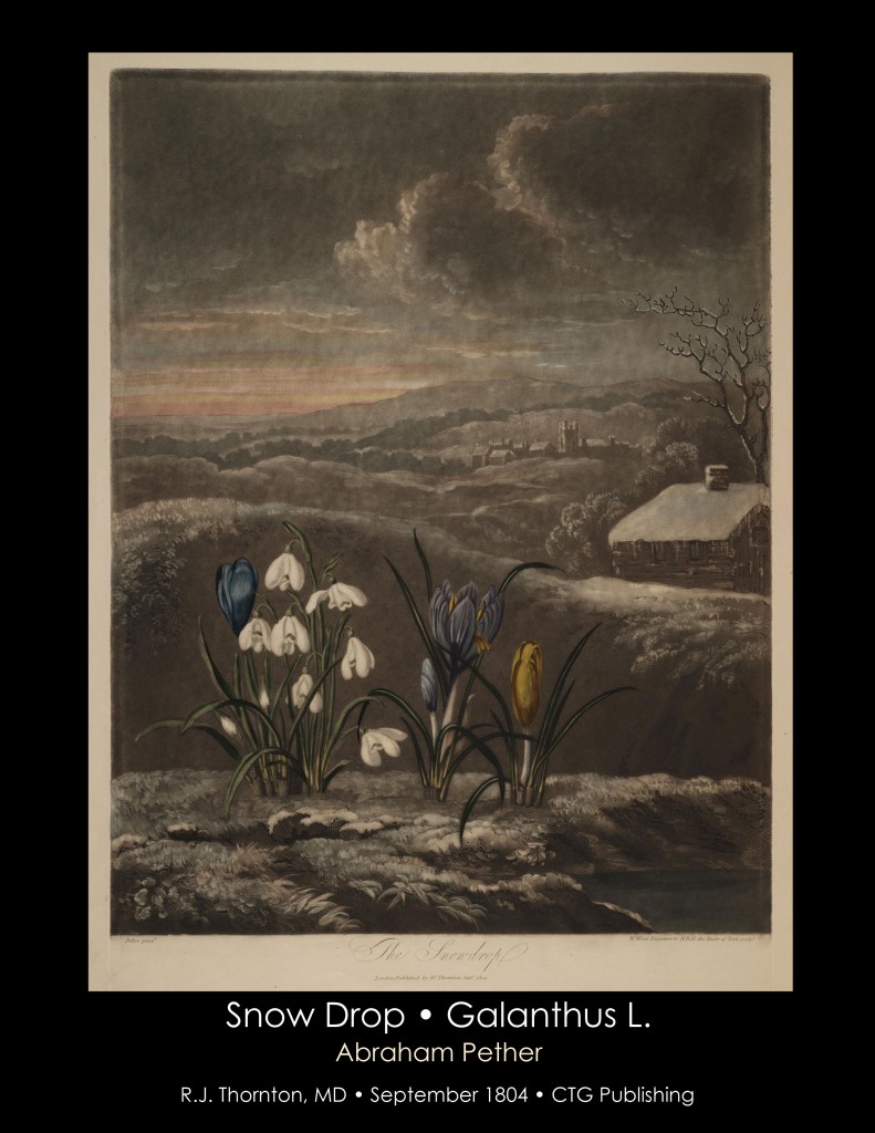 Snowdrop Illustration from Temple of Flora R.J. Thornton published 1804