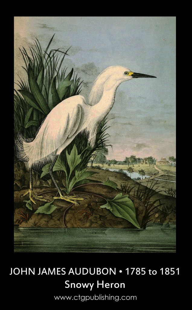 Snowy Heron - Illustration by John James Audubon circa 1840