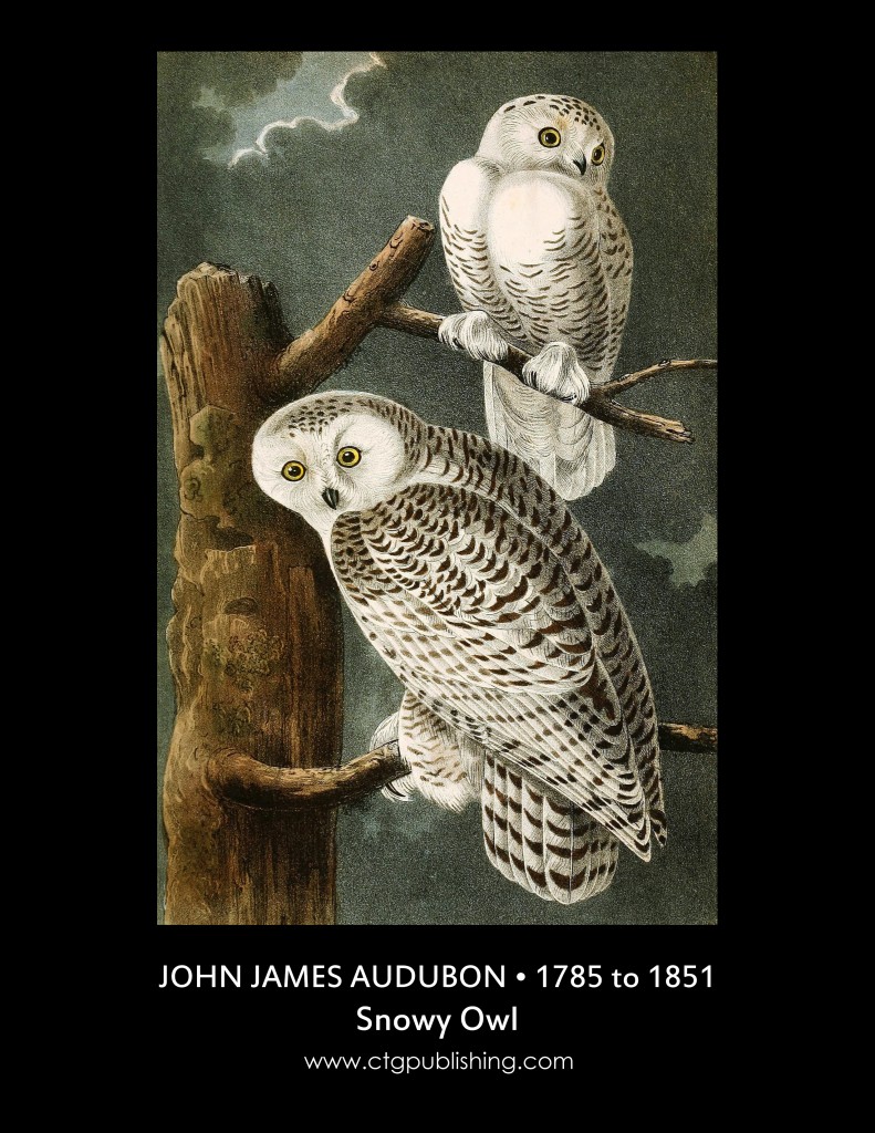 Snowy Owl - Illustration by John James Audubon circa 1840Snowy Owl - Illustration by John James Audubon circa 1840