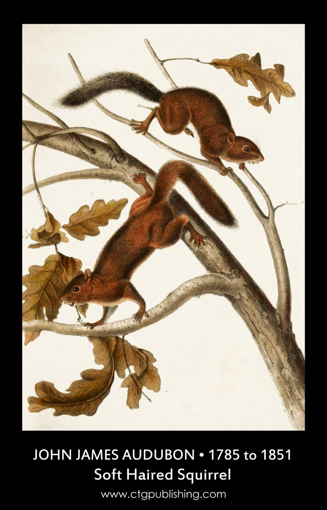 Soft-haired Squirrel - Illustration by John James Audubon
