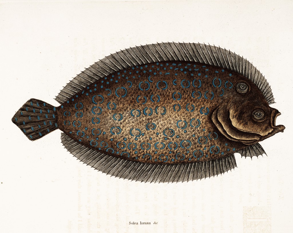 Sole Fish Illustration by Mark Catesby circa 1722