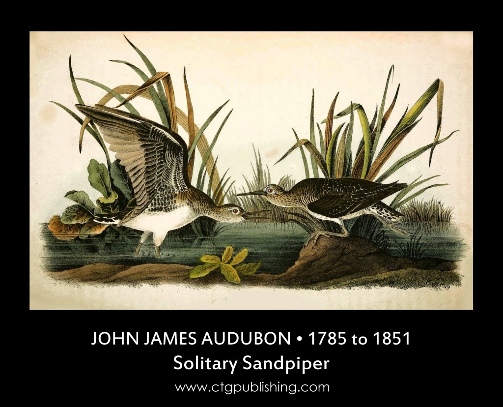 Solitary Sandpiper - Illustration by John James Audubon circa 1840