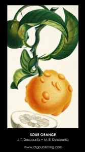 Sour Orange Illustration by Descourtilz
