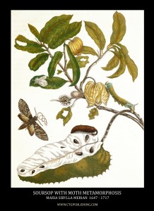Soursop with Moth Metamorphosis Image by Maria Sibylla Merian circa 1705