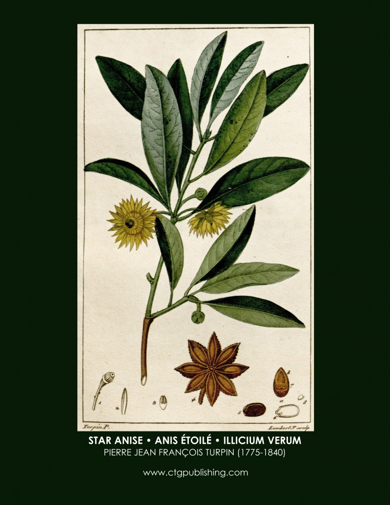 Бадьян анисовый Ботаническая иллюстрация