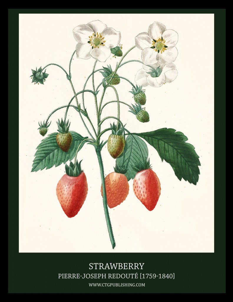 Strawberry - Illustration by Pierre-Joseph Redoute