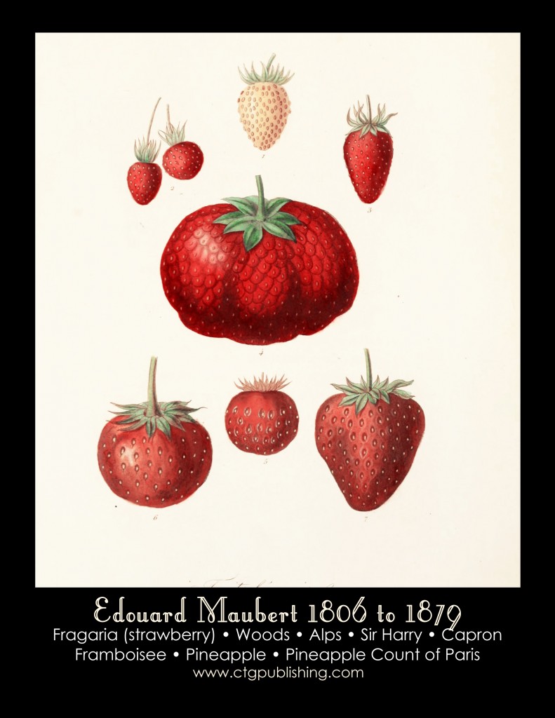 Strawberry Illustration by Edouard Maubert