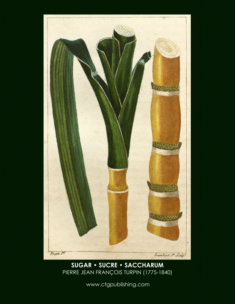 Cane Sugar Botanical Print by Turpin