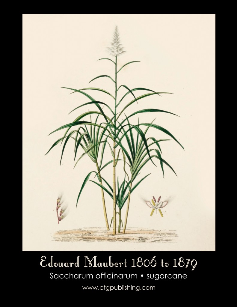Sugarcane Illustration by Edouard Maubert