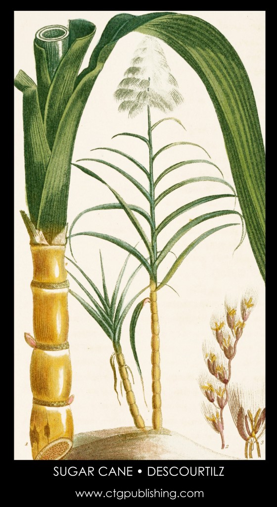 Sugarcane Illustration by Descourtilz