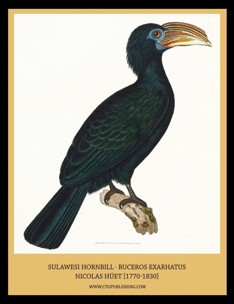 Sulawesi Hornbill - Illustration by Nicolas Huet