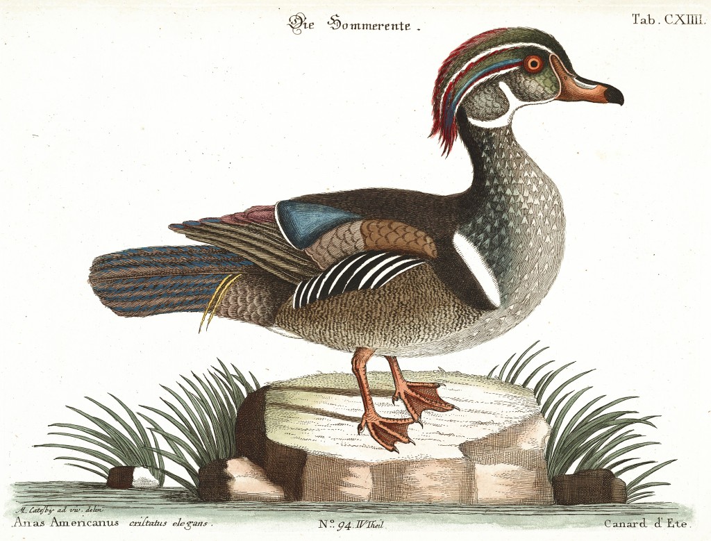 Summer Duck Illustration by Mark Catesby circa 1722