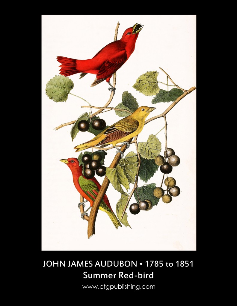Summer Red-bird - Illustration by John James Audubon circa 1840