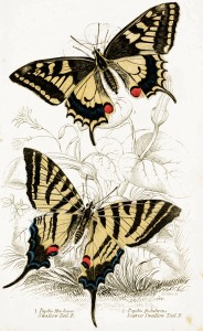 Swallow Tail and Scarce Swallow Tail Butterflies - Illustration by W.H. Lizars circa 1855