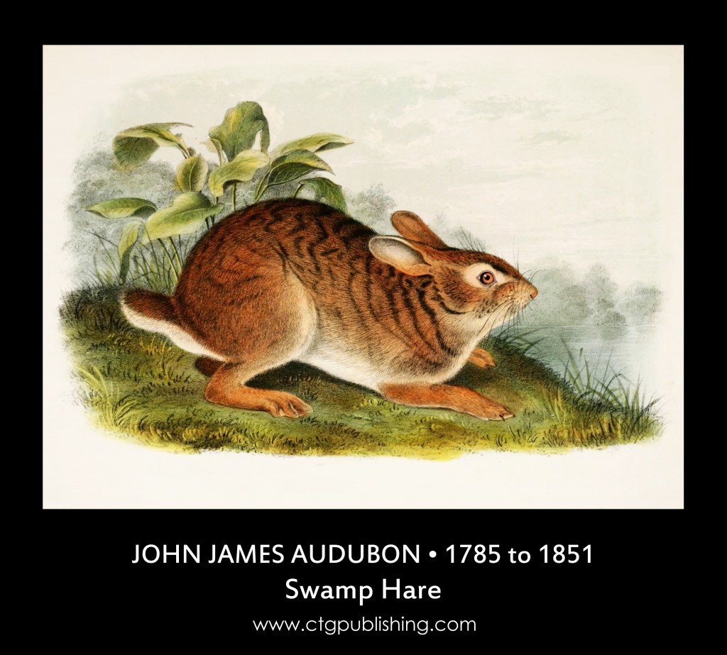 Swamp Hare - Illustration by John James Audubon