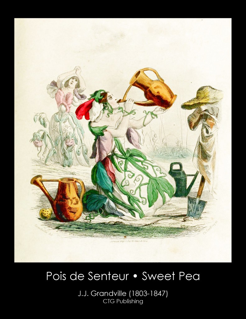 Sweet Pea Illustration From J. J. Grandville's Animated Flowers