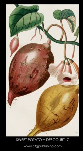 Sweet Potato Illustration by Descourtilz