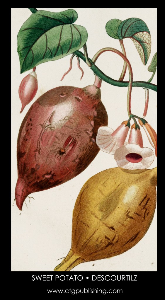 Sweet Potato Illustration by Descourtilz
