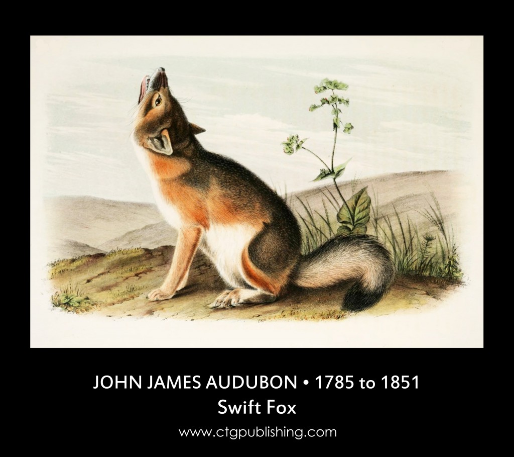 Swift Fox - Illustration by John James Audubon