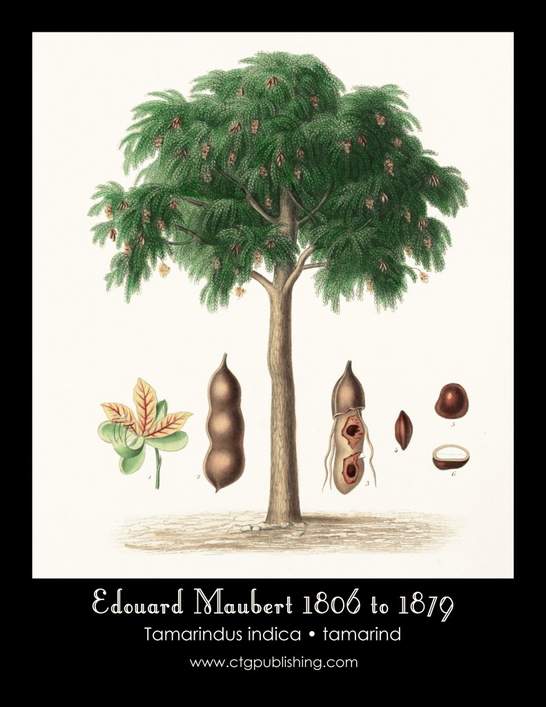Tamarind Illustration by Edouard Maubert