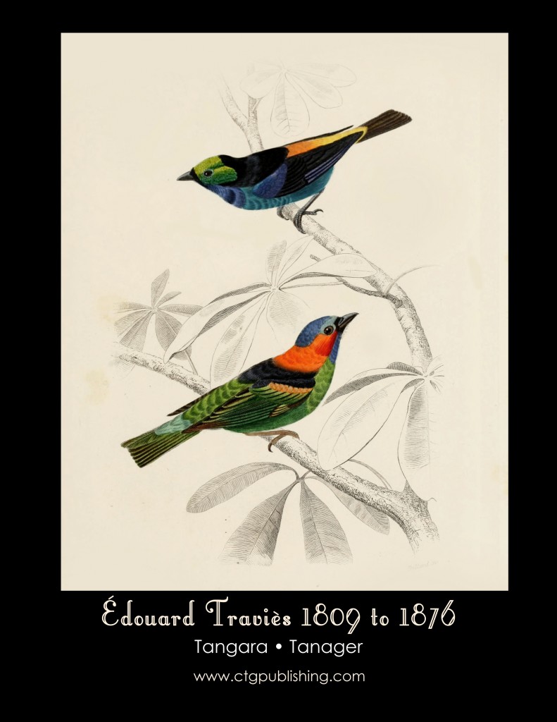 Tanager - Illustration by Edouard Travies