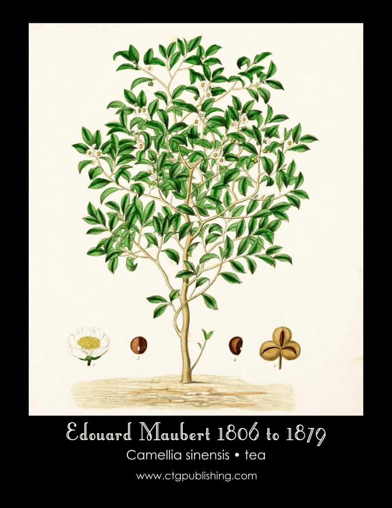 Tea Plant Illustration by Edouard Maubert